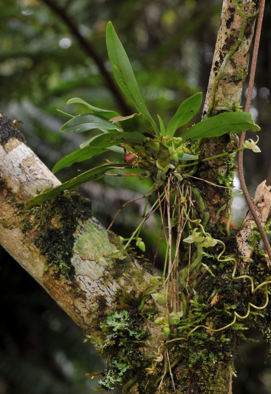 Angraecum cordemoyi 