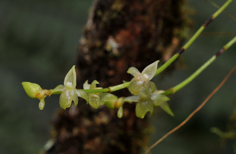 Angraecum cordemoyi. Closer.
