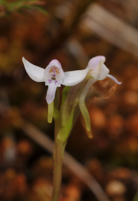 Cynorkis rosellata. Close-up.
