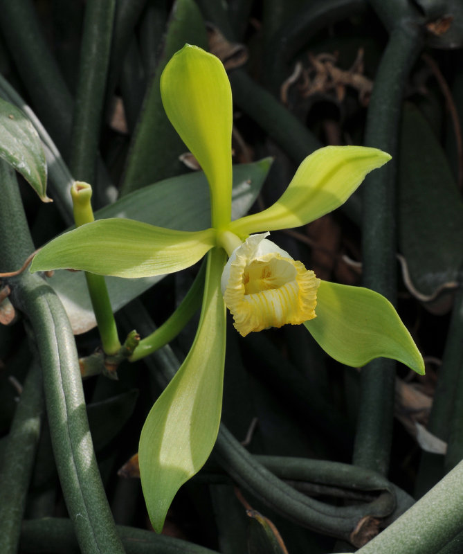 Vanilla bahiana. Close-up.