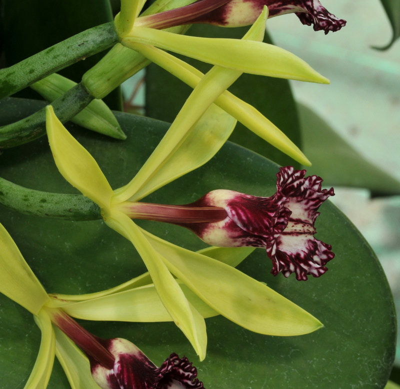 Vanilla imperialis. Close-up above.