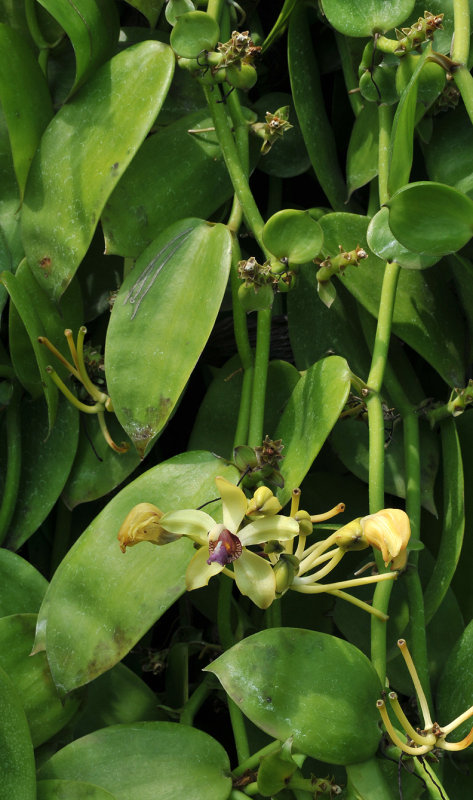 Vanilla crenulata