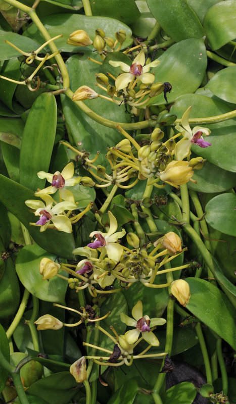 Vanilla crenulata