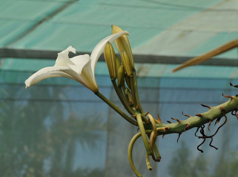 Vanilla cf. madagascariensis. Closer side.