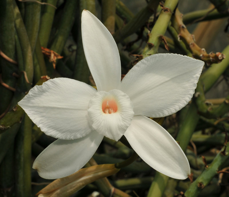 Vanilla cf. madagascariensis. Close-up. 