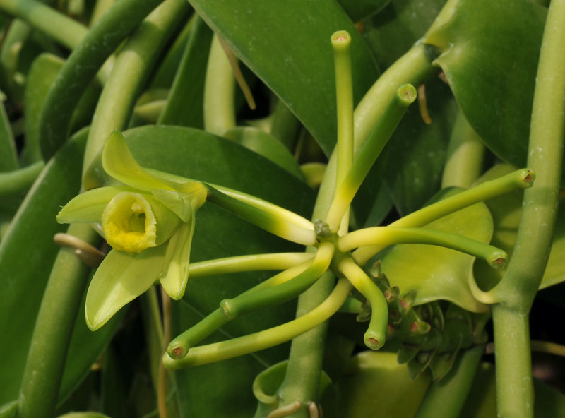Vanilla planifolia. Closer.