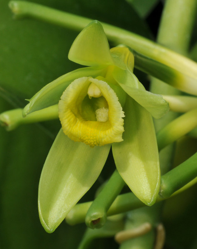 Vanilla planifolia. Close-up.