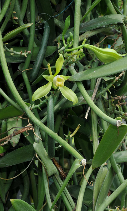 Vanilla bahiana