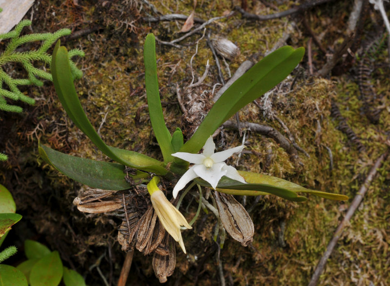 Angraecum borbonicum