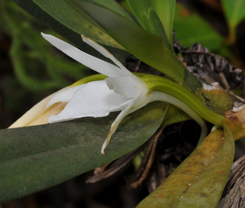 Angraecum borbonicum. Close-up. Side.