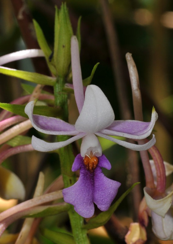 Calanthe sylvatica. Close-up.