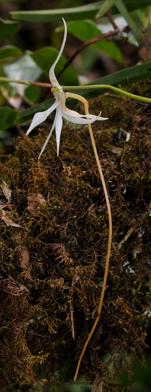 Jumellea stenophylla. Close-up.