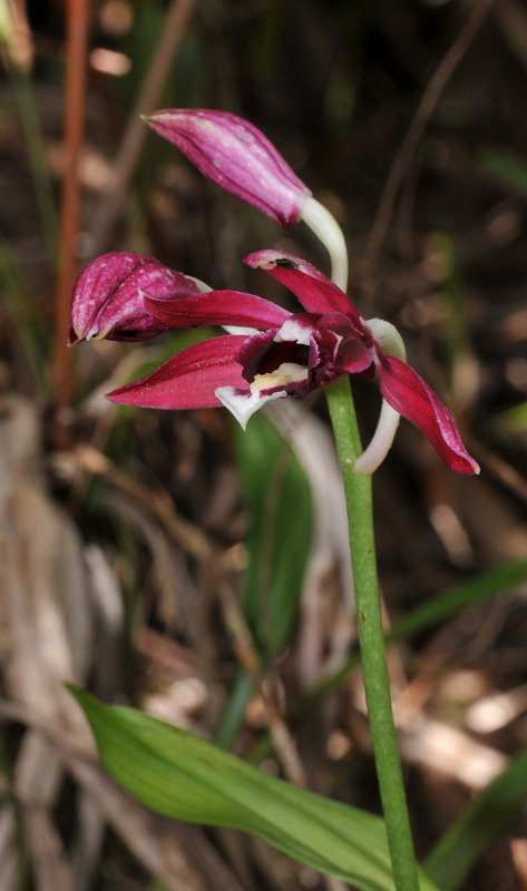 Phaius pulchellus. Closer.