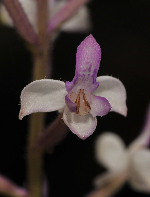 Cynorkis ridleyi. Closer-up.