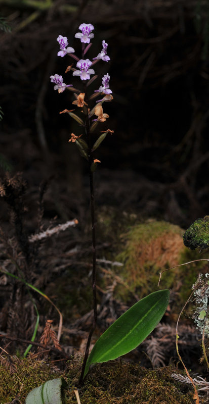 Cynorkis squamosa