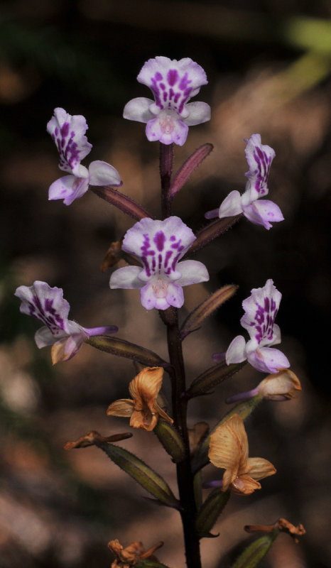 Cynorkis squamosa. Closer.