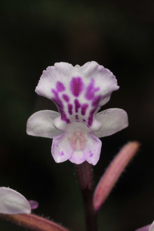 Cynorkis squamosa. Close-up.
