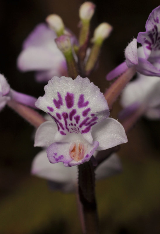Cynorkis squamosa. Close-up.