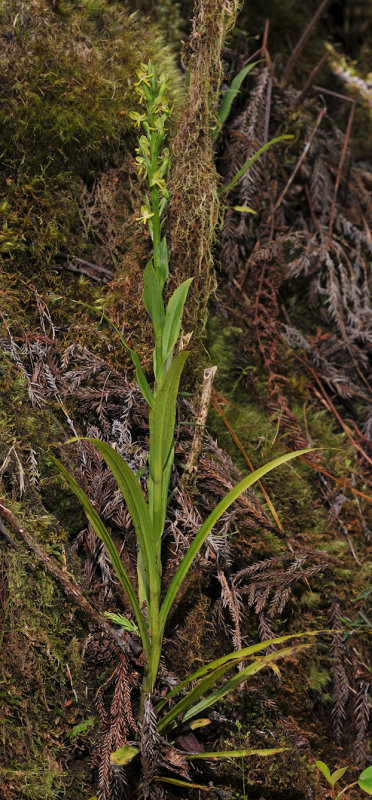 Habenaria praealta