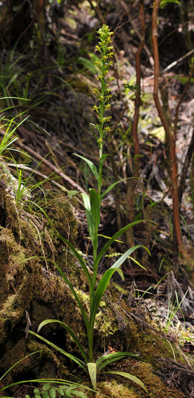 Habenaria praealta