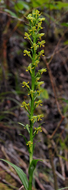 Habenaria praealta. Closer.