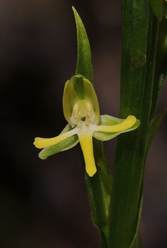 Habenaria praealta. Close-up.