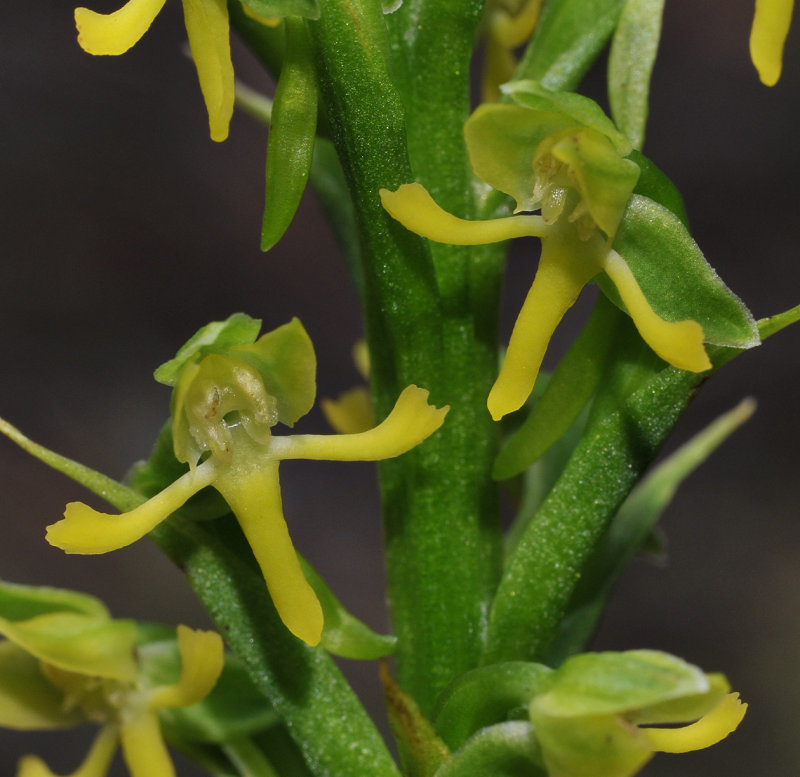 Habenaria praealta. Close-up.