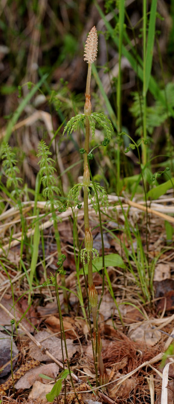 Equisetum sylvaticum