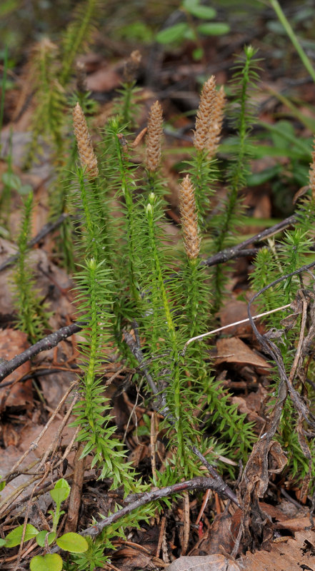 Lycopodium annotinum