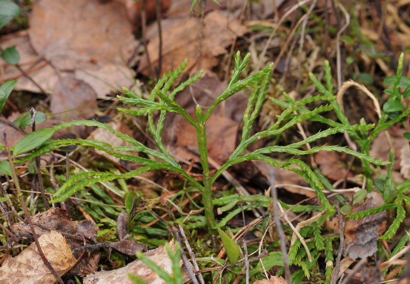 Diphasiastrum tristachyum