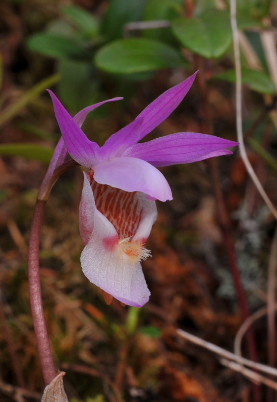 Calypso bulbosa var. bulbosa. Close-up.