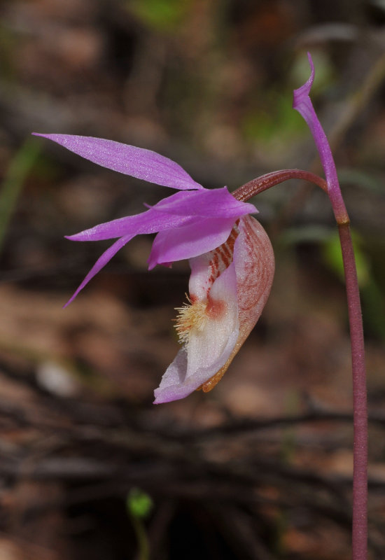 Calypso bulbosa var. bulbosa. Close-up.