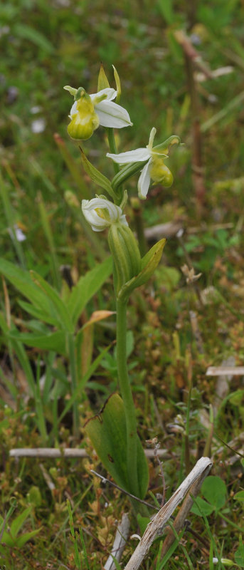 Ophrys apifera. White form.