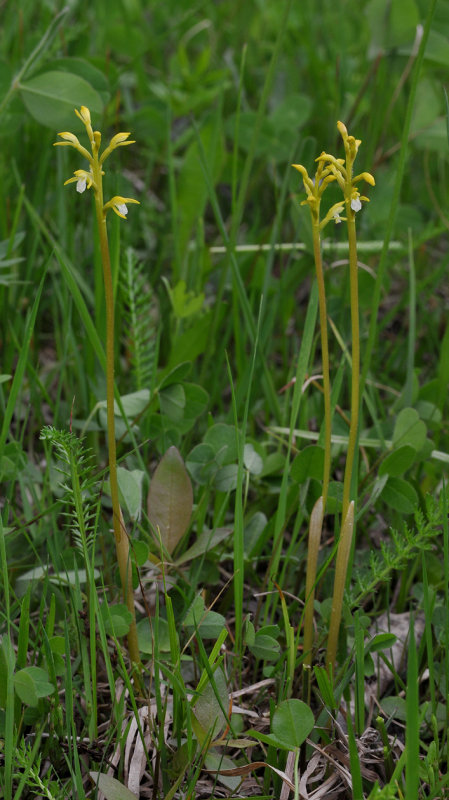 Corallorhiza trifida