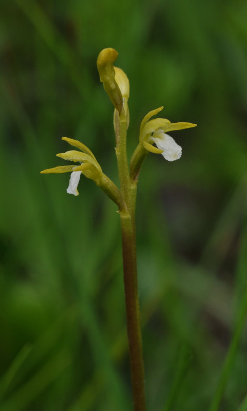 Corallorhiza trifida. Closer.