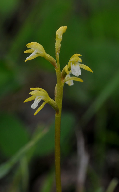 Corallorhiza trifida. Closer.