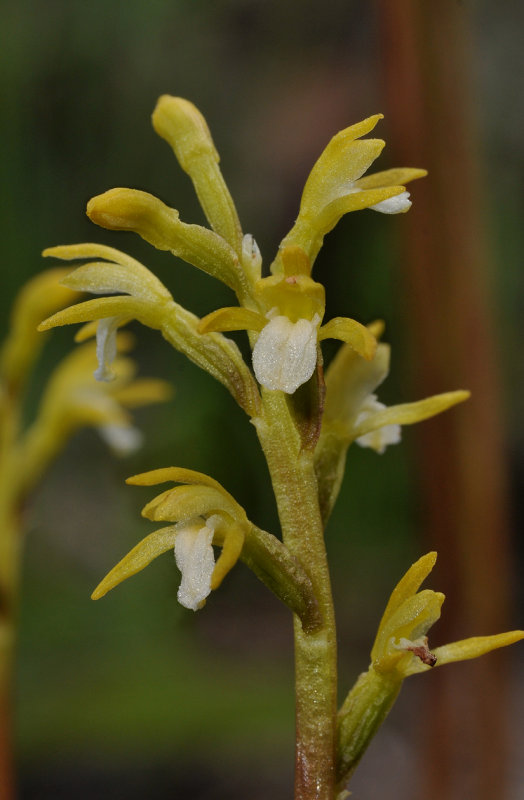 Corallorhiza trifida. Close-up.