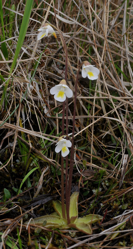 Pinguicula alpina