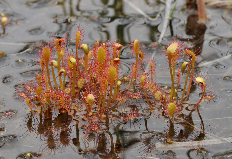 Drosera anglica