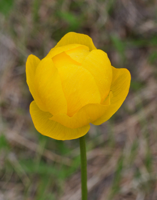 Trollius europaeus. Close-up.