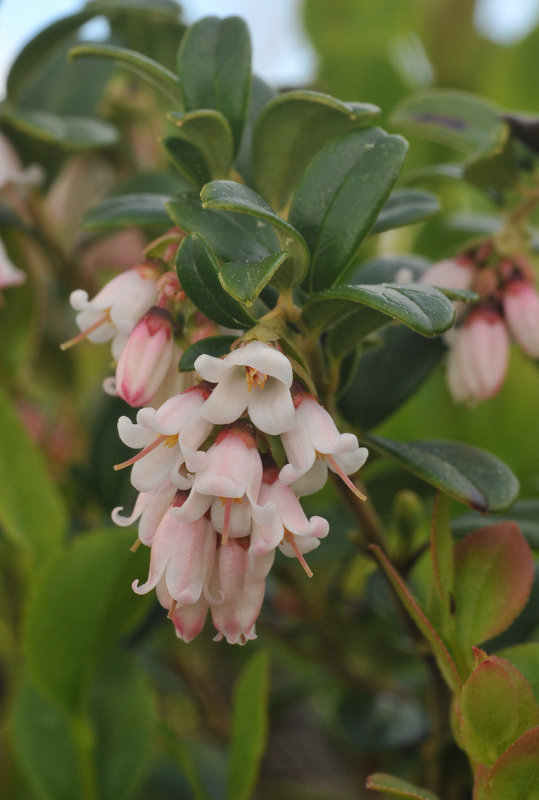 Vaccinium vitis-idaea. Closer.