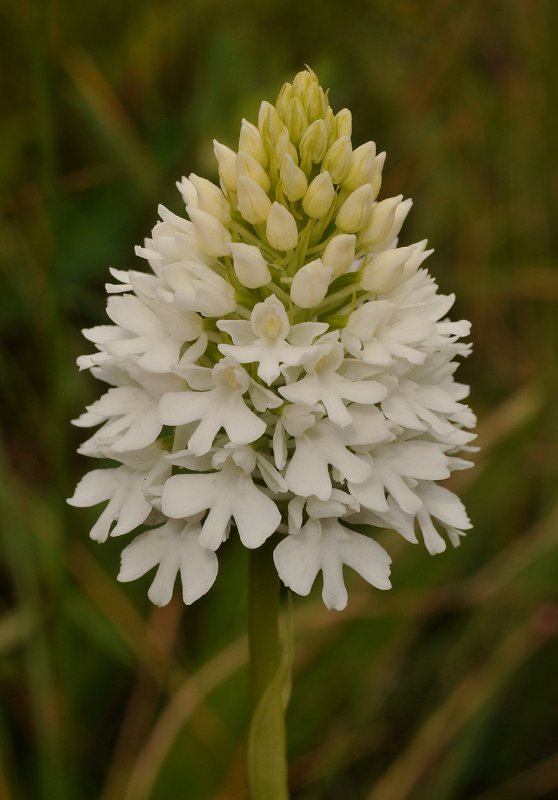 Anacamptis pyramidalis. White flowered form.