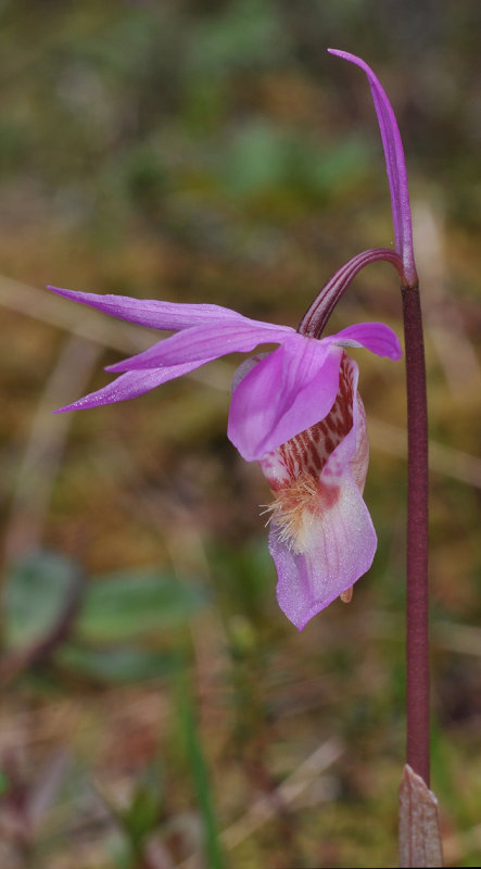 Calypso bulbosa var. bulbosa. Close-up.