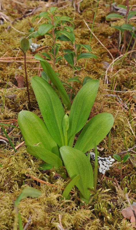 Platanthera bifolia