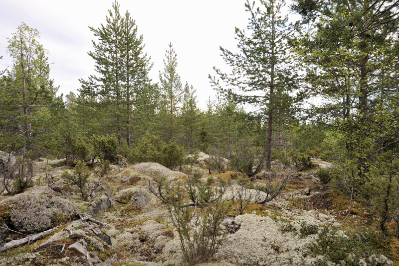 Boreal landscape.