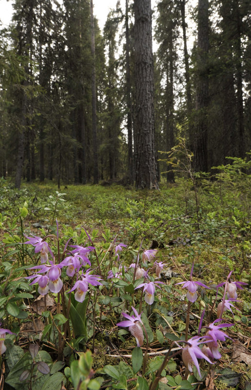 Calypso bulbosa var. bulbosa in habitat.