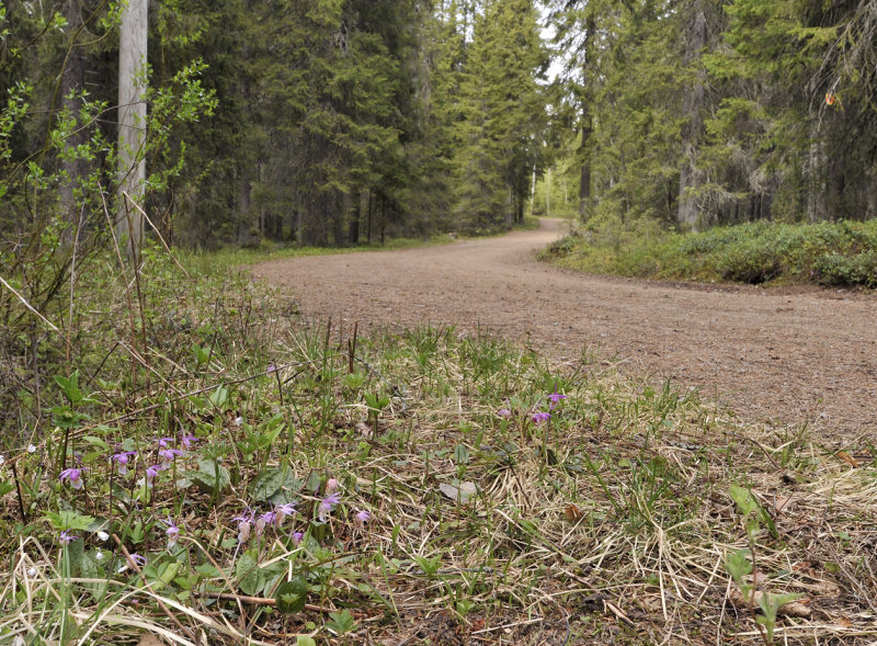 Calypso bulbosa var. bulbosa. Next to the road.
