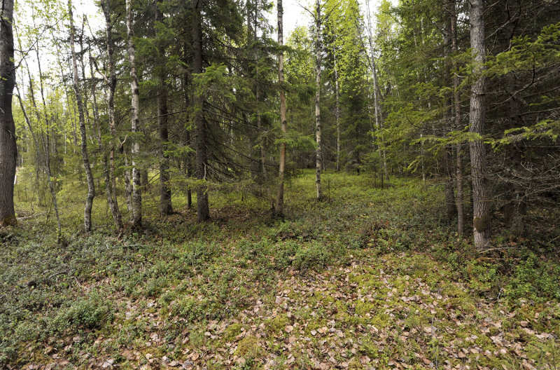 Habitat of Calypso bulbosa var. bulbosa.