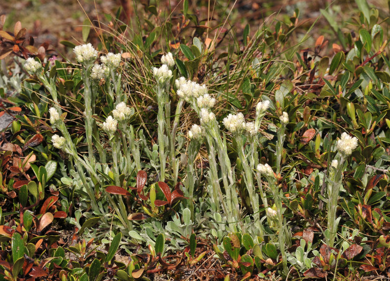 Antennaria dioica