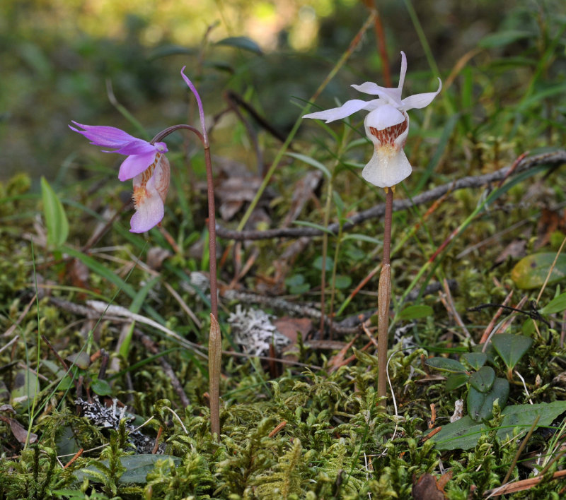 Calypso bulbosa var. bulbosa normal and pale form.